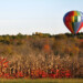 Autumn Flight