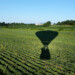 Field shadow