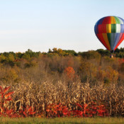 Autumn Flight